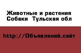 Животные и растения Собаки. Тульская обл.